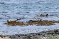 5. Reisetag – Wandern auf den Aran Islands – Picknick an der Kegelrobbenkolonie