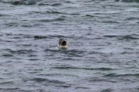 5. Reisetag – Wandern auf den Aran Islands – Picknick an der Kegelrobbenkolonie