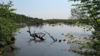 Naturschutzgebiet Salzmorast bei Kolberg