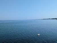 Schwan im Ostseewasser