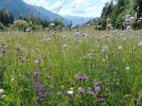 Blumenwiese am Viaduktparkplatz