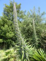 Samares Manor - Natternkopf