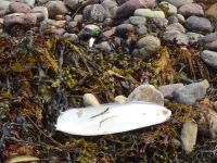 Jersey - Strandgut
