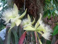 .. seltenes Exemplar...