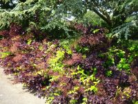 Perückenstrauch in farbenprächtiger Umgebung