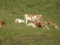 Diese Kühe geben die gute fette Milch...