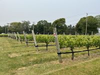 Weingut Raphael