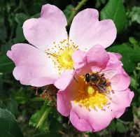 Die Bienen freuen sich über üppiges Futter