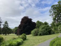 9. Reisetag – Von Gort nach Tralee – Spaziergang im Coole Park – Autograph Tree