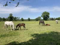 11. Reisetag – Von der West- an die Ostküste – Irisches Nationalgestüt – Stuten und Fohlen