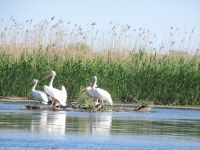 Donaudelta