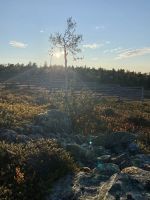 Tag 5 - Mitternachtssonne in Finnisch Lappland 