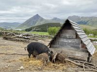 Tag 10 - Beim Wikingermuseum 