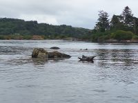 Robben in Glengariff