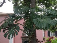 Quinta Vigia - Fensterblatt