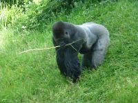 Der Chef der Silberrückengorillas macht Eindruck … 