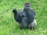 … und knappert genüsslich die Rinde ab.