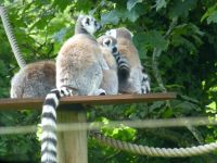 Die Lemuren sortieren sich ein bisschen, bevor es ins Gelände geht. 
