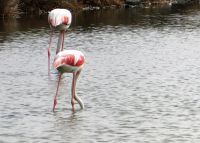 rosa Flamingos beim Frühstück