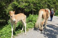 Pferde am Wegesrand im Bärgunttal