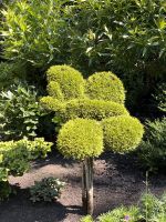 Butchard Gardens (8)