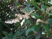 Maiglöckchen- Baum in Arco S Jorge