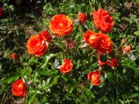 im Rosengarten
