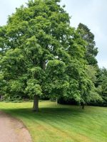 Garten von Cawdor Castle