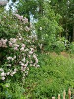 typisch: blühende Sträucher am Wegesrand