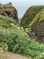 Blick zum Dunnottar Castle