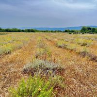 Ansicht Kräuterplantage