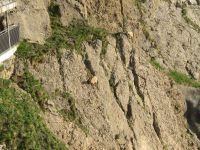 312 Auf dem   Pilatus - Steinböcke ganz nah