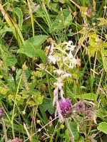 584 Schwägalp - Wanderung durch den Erlebnis Naturpark - Berghyazinthe