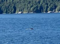 Schon wieder ein Wal