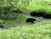 Die Baerin mit 2 Kinder, die sich gerade verstecken