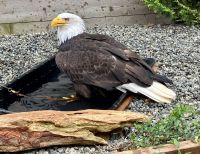 Der riesen Weisskopfadler