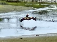 Nein, der alte Adler sitzt nicht auf dem jungen fliegendem Adler !