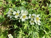 Eisblumen im Juni 
