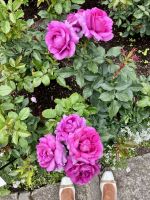 Juni ist der Rosenmonat ! 