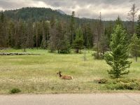 Die einzelne Wapiti Dame ruht sich aus