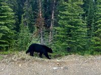 Schwarzbaer auf Mission