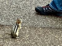 So suess, das Streifenhoernchen. 