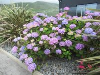 Überall blühen blaue Hortensien.