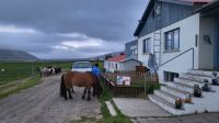 Rundreise Island - bei den Islandpferden 