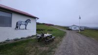 Rundreise Island - bei den Islandpferden 
