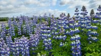 Rundreise Island - Lupinen bei Kirkjubæjarklaustur