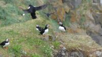 Rundreise Island - Fotostopp bei den Puffins (Papageitaucher)