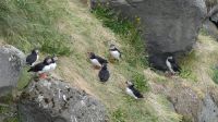 Rundreise Island - Fotostopp bei den Puffins (Papageitaucher)