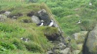 Rundreise Island - Puffins an der Landspitze Dyrholaey