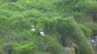 Rundreise Island - Puffins an der Landspitze Dyrholaey